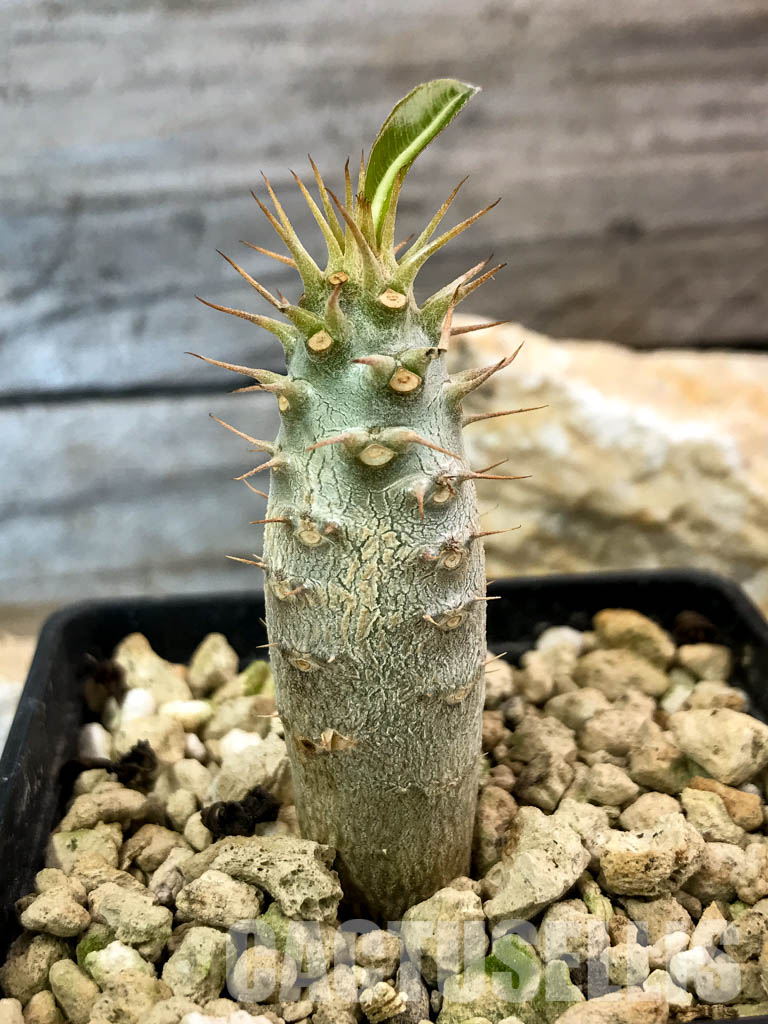 SHPR4664 Pachypodium cactipes PV 2087, Ankaramena, Madagascar - Image 2