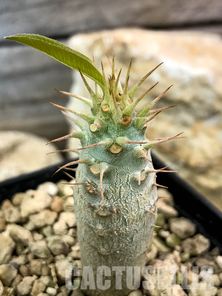 SHPR4664 Pachypodium cactipes PV 2087, Ankaramena, Madagascar
