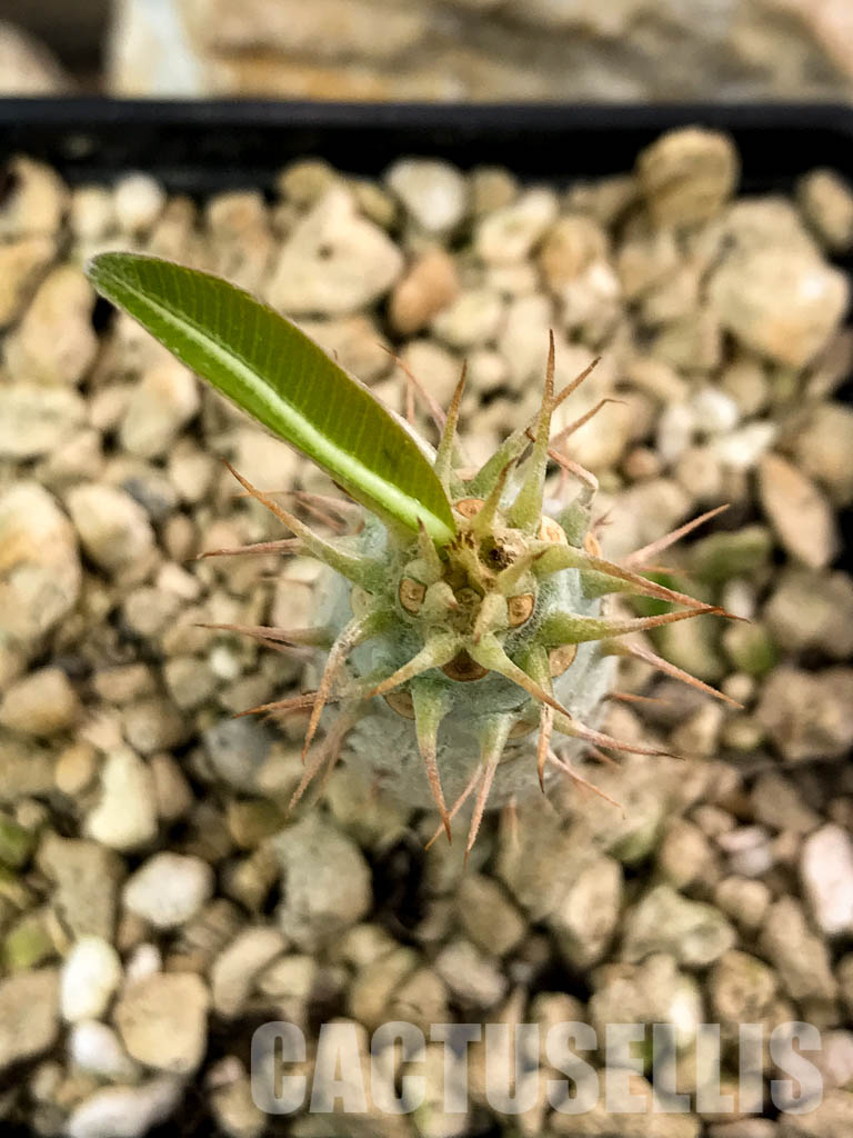 SHPR4664 Pachypodium cactipes PV 2087, Ankaramena, Madagascar - Image 4
