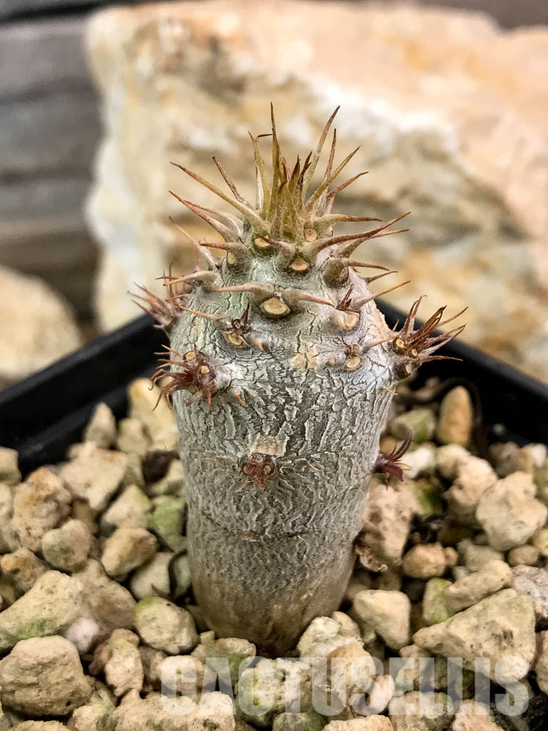 SHPR4664 Pachypodium cactipes PV 2087, Ankaramena, Madagascar - Image 5