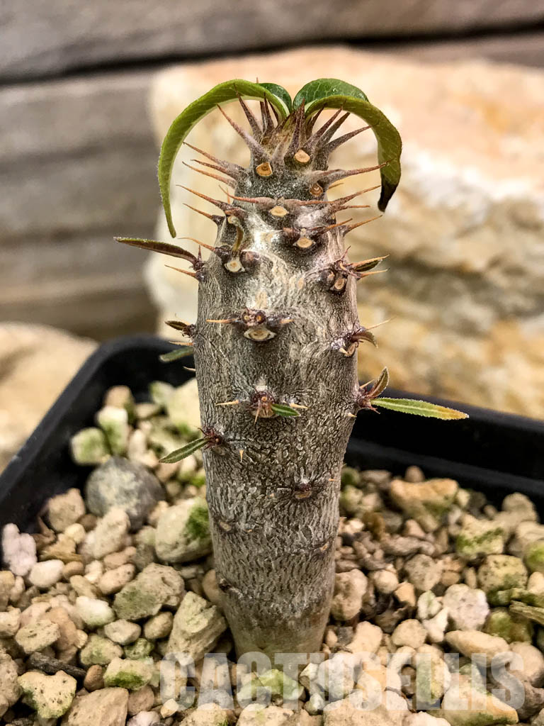 SHPR4664 Pachypodium cactipes PV 2087, Ankaramena, Madagascar - Image 6