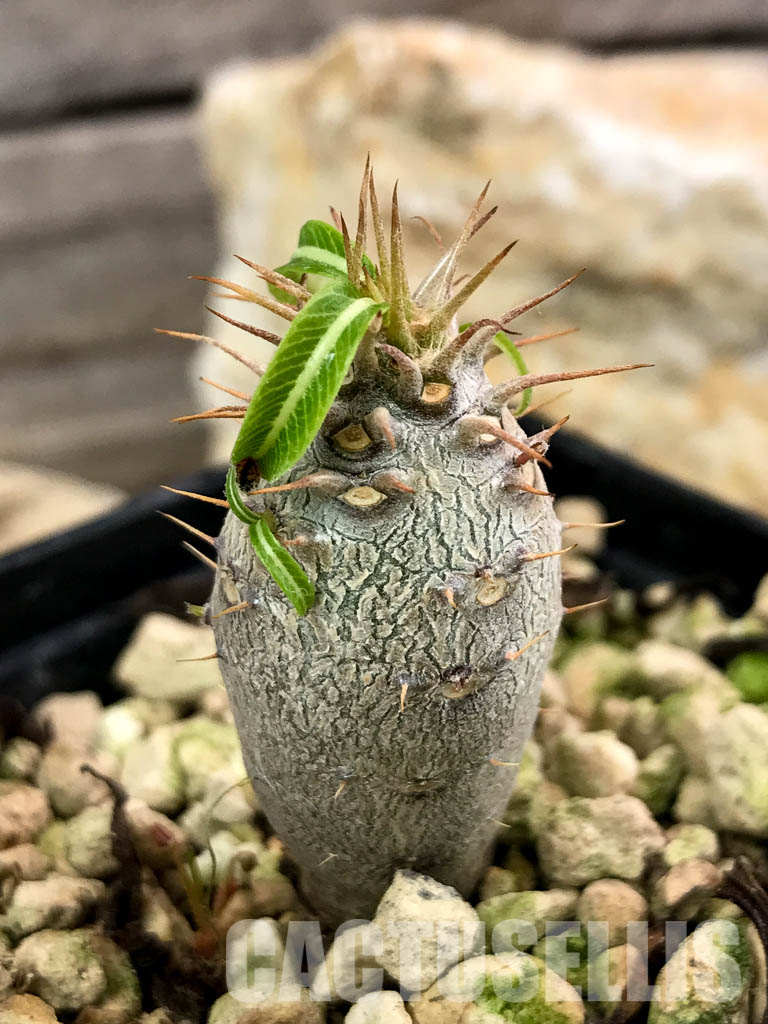 SHPR4664 Pachypodium cactipes PV 2087, Ankaramena, Madagascar - Image 7