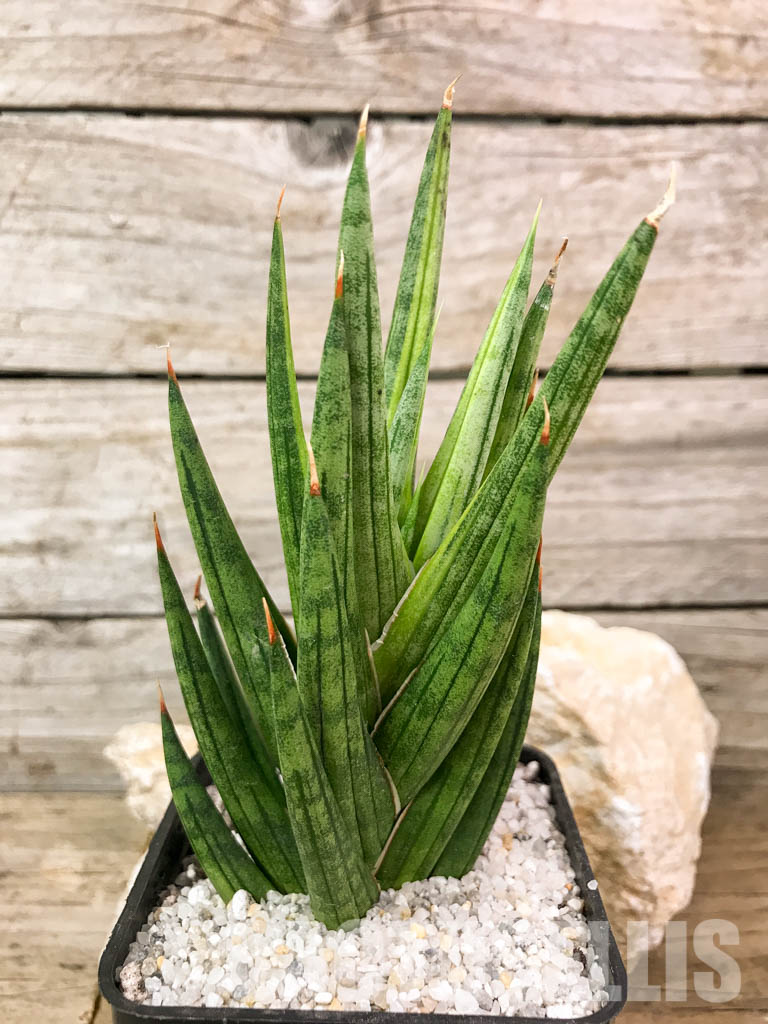 SH4668 Sansevieria 'Francisi' - Image 2