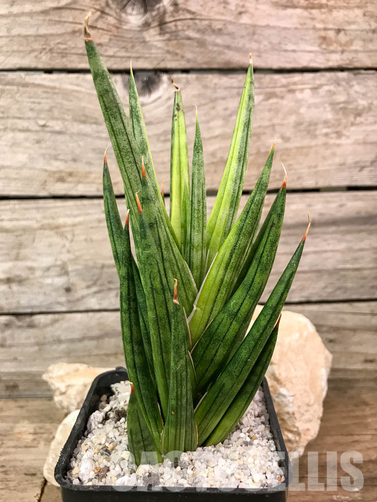 SH4668 Sansevieria 'Francisi' - Image 3