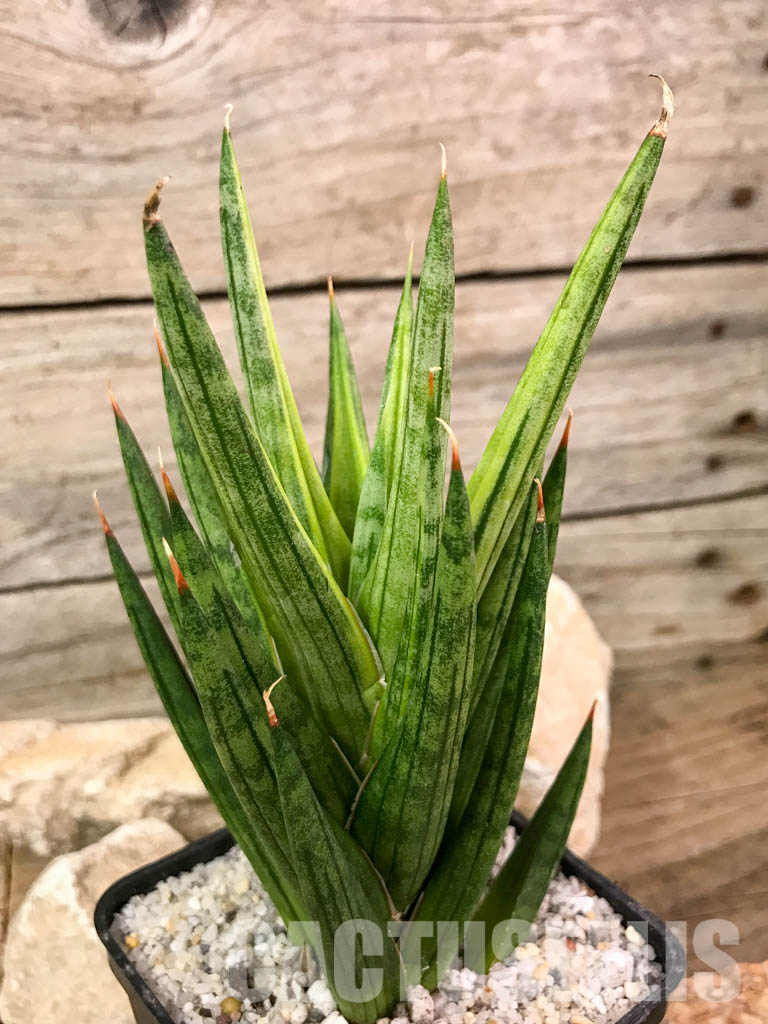 SH4668 Sansevieria 'Francisi' - Image 4