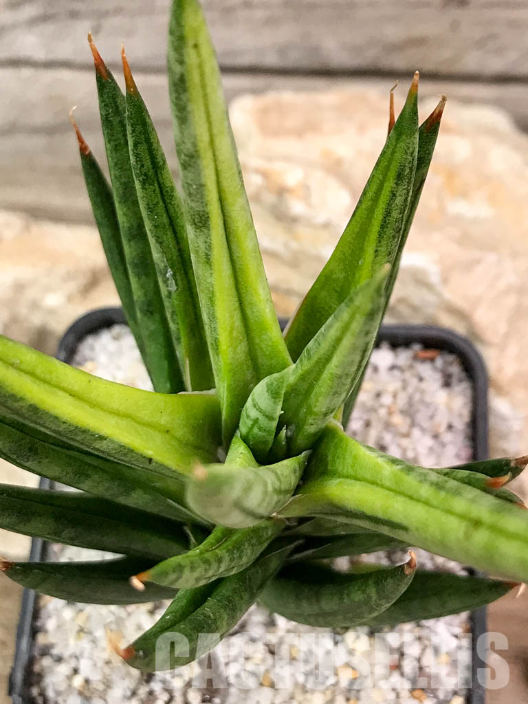 SH4668 Sansevieria 'Francisi' - Image 5