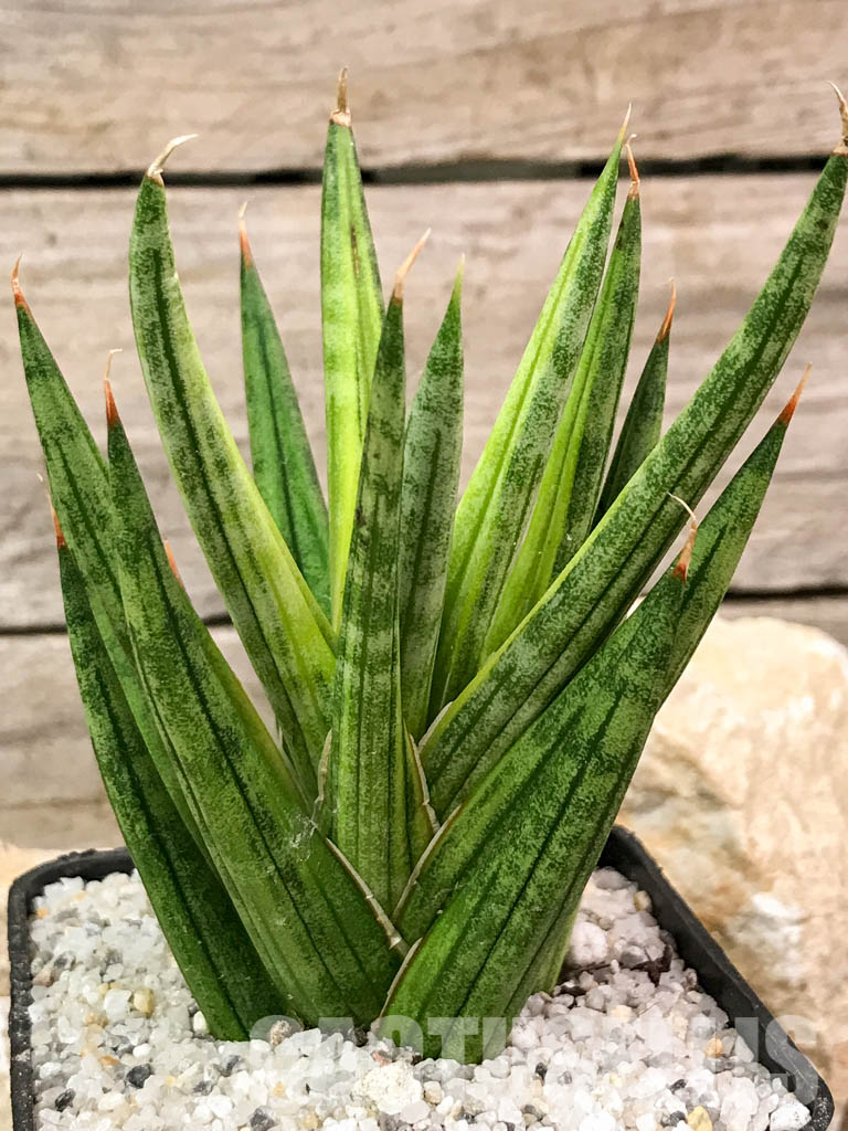 SH4668 Sansevieria 'Francisi' - Image 6