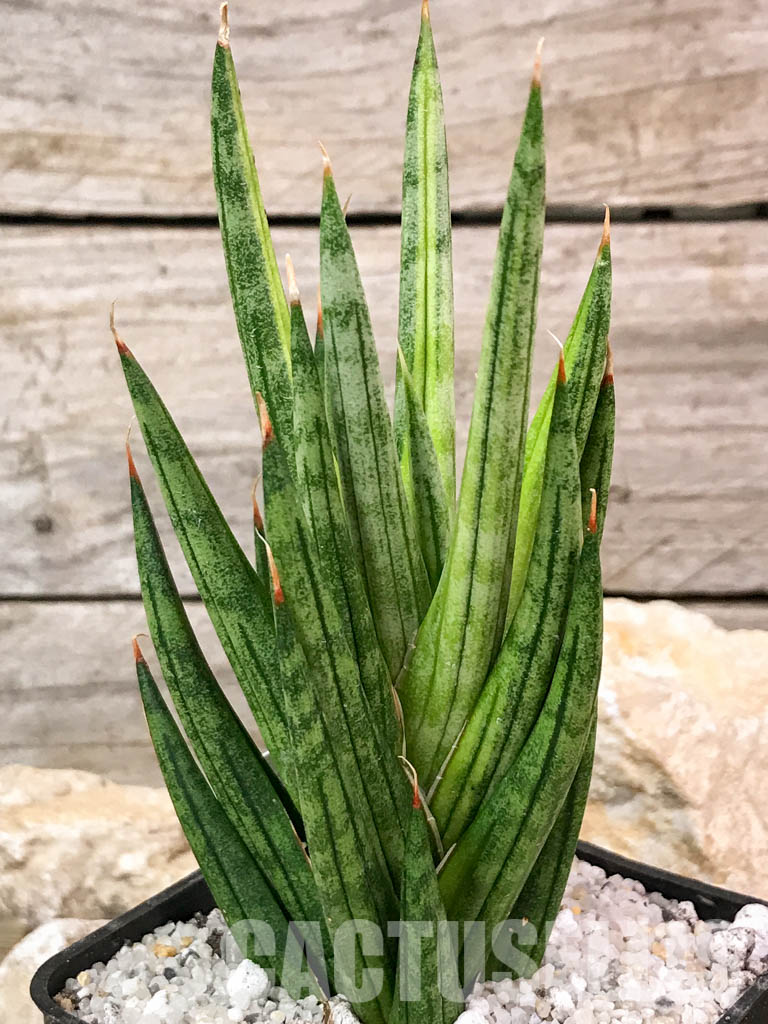 SH4668 Sansevieria 'Francisi'