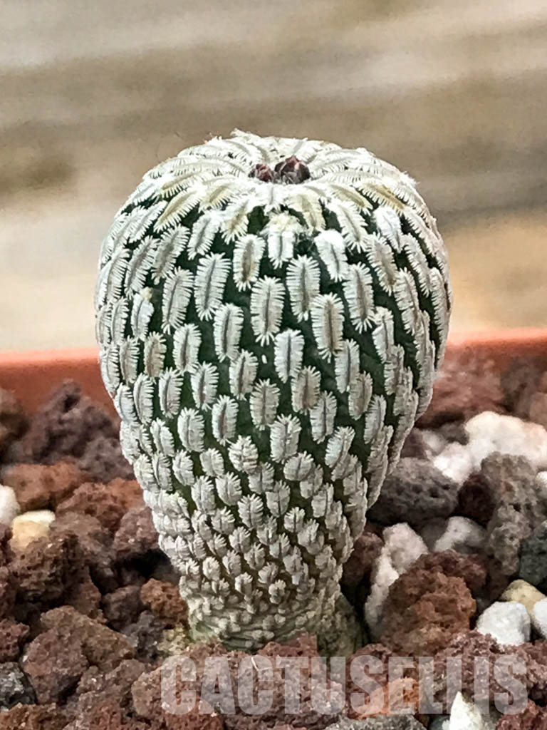 SHPR4645 Turbinicarpus pseudopectinatus f. rubriflorus - Image 2