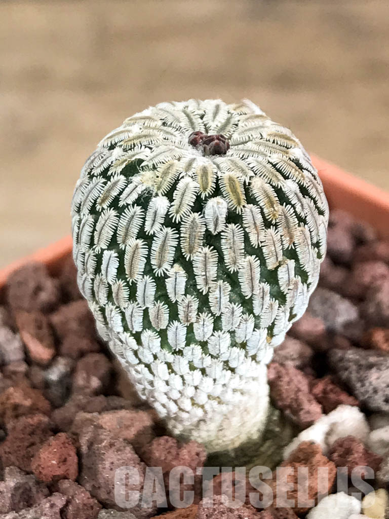 SHPR4645 Turbinicarpus pseudopectinatus f. rubriflorus - Image 3