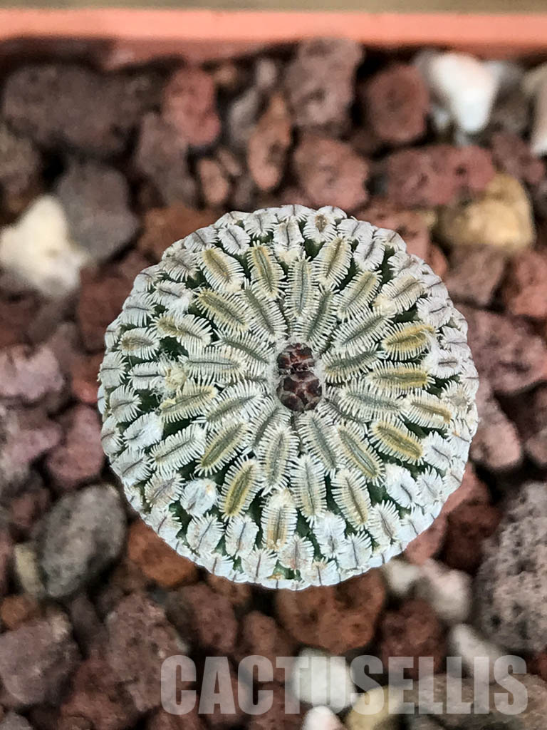 SHPR4645 Turbinicarpus pseudopectinatus f. rubriflorus - Image 4