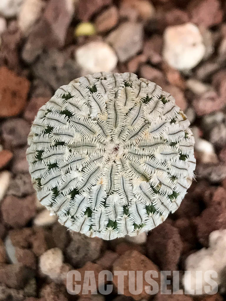 SHPR4645 Turbinicarpus pseudopectinatus f. rubriflorus - Image 5