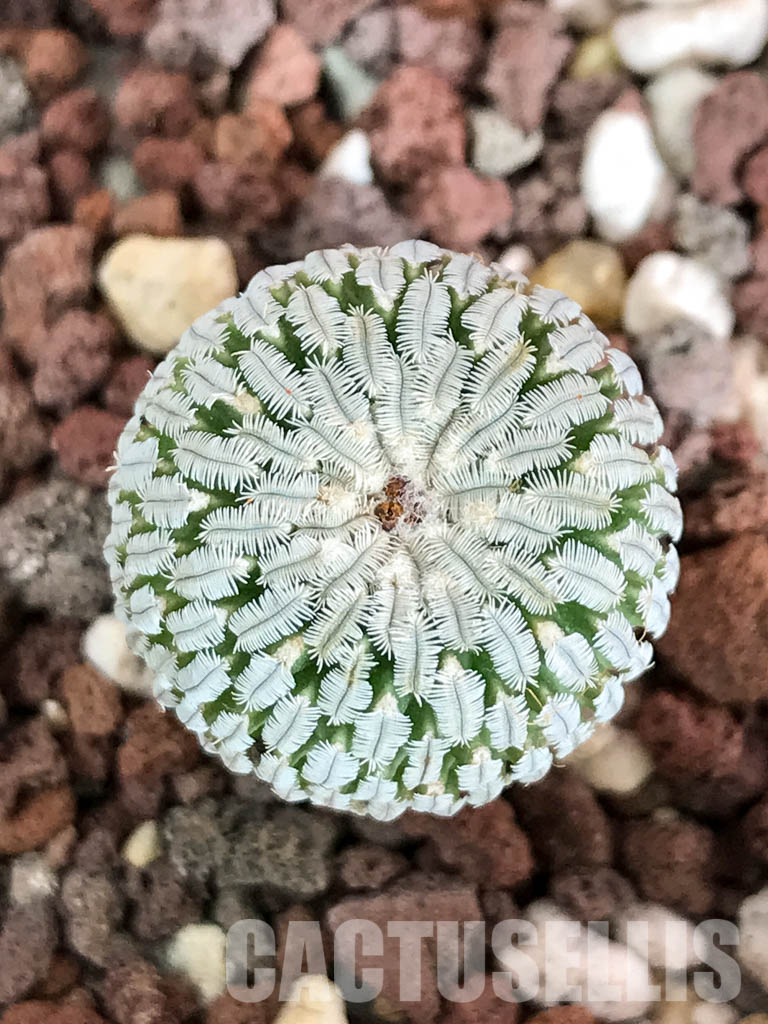SHPR4645 Turbinicarpus pseudopectinatus f. rubriflorus - Image 6