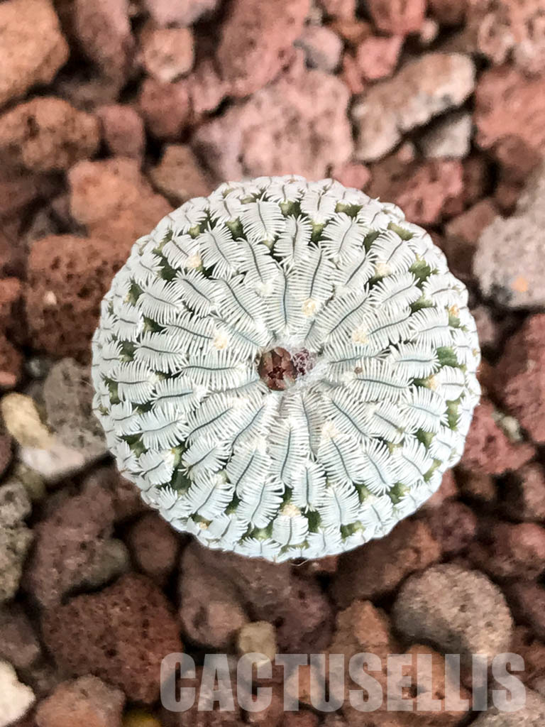 SHPR4645 Turbinicarpus pseudopectinatus f. rubriflorus - Image 7
