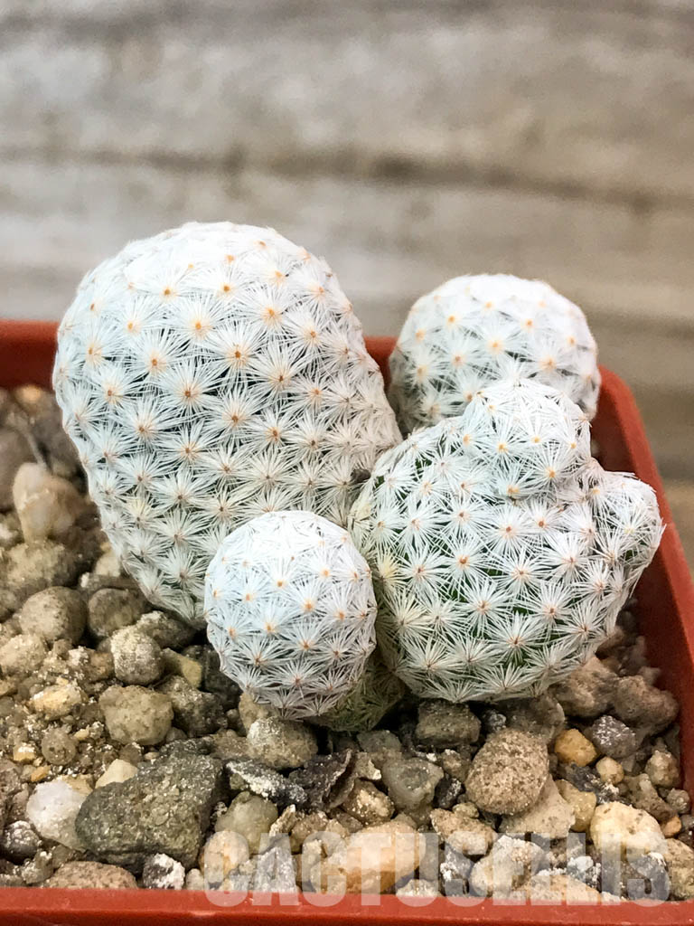 SHPR4646 Mammillaria herrerae, Queretaro, Mexico