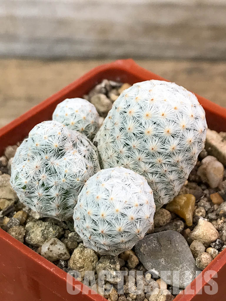 SHPR4646 Mammillaria herrerae, Queretaro, Mexico - Image 3