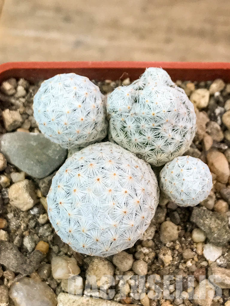 SHPR4646 Mammillaria herrerae, Queretaro, Mexico - Image 4