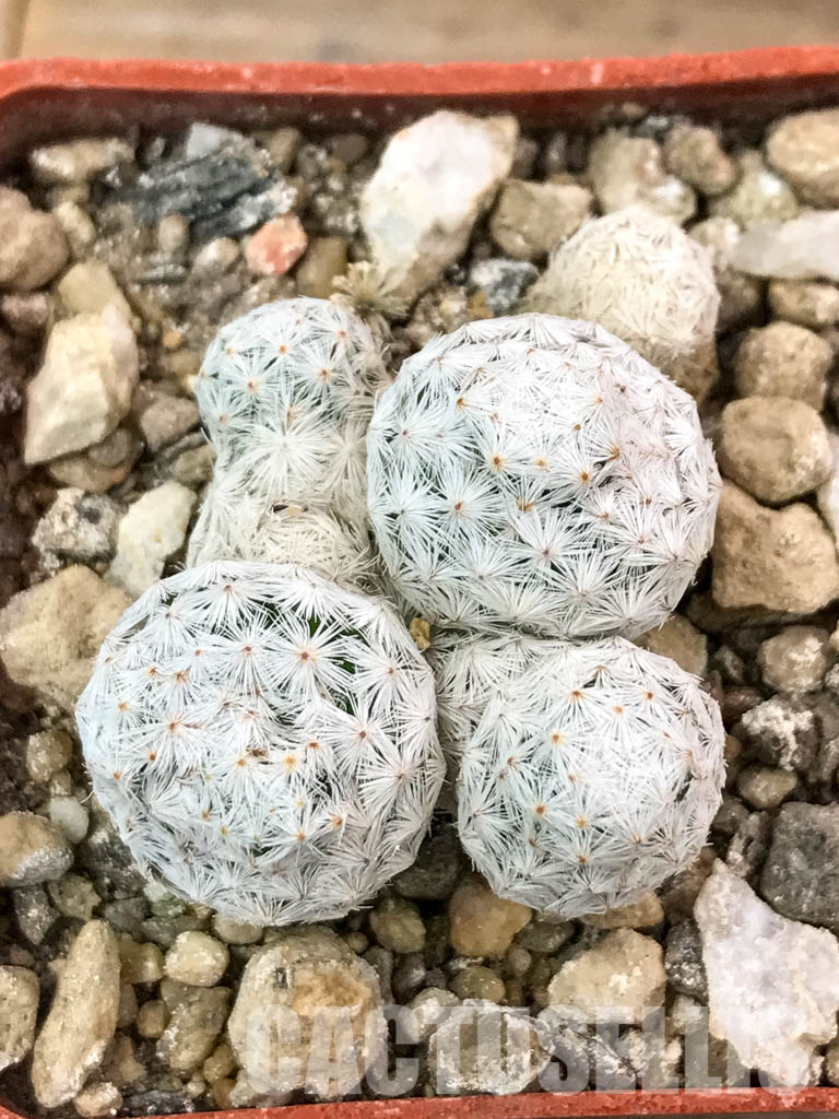 SHPR4646 Mammillaria herrerae, Queretaro, Mexico - Image 5