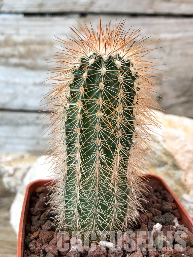 SHPR4649 Echinocereus reichenbachii v.baileyi, Lawton, Comanche Co. Ok. MG