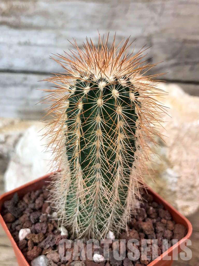 SHPR4649 Echinocereus reichenbachii v.baileyi, Lawton, Comanche Co. Ok. MG - Image 3