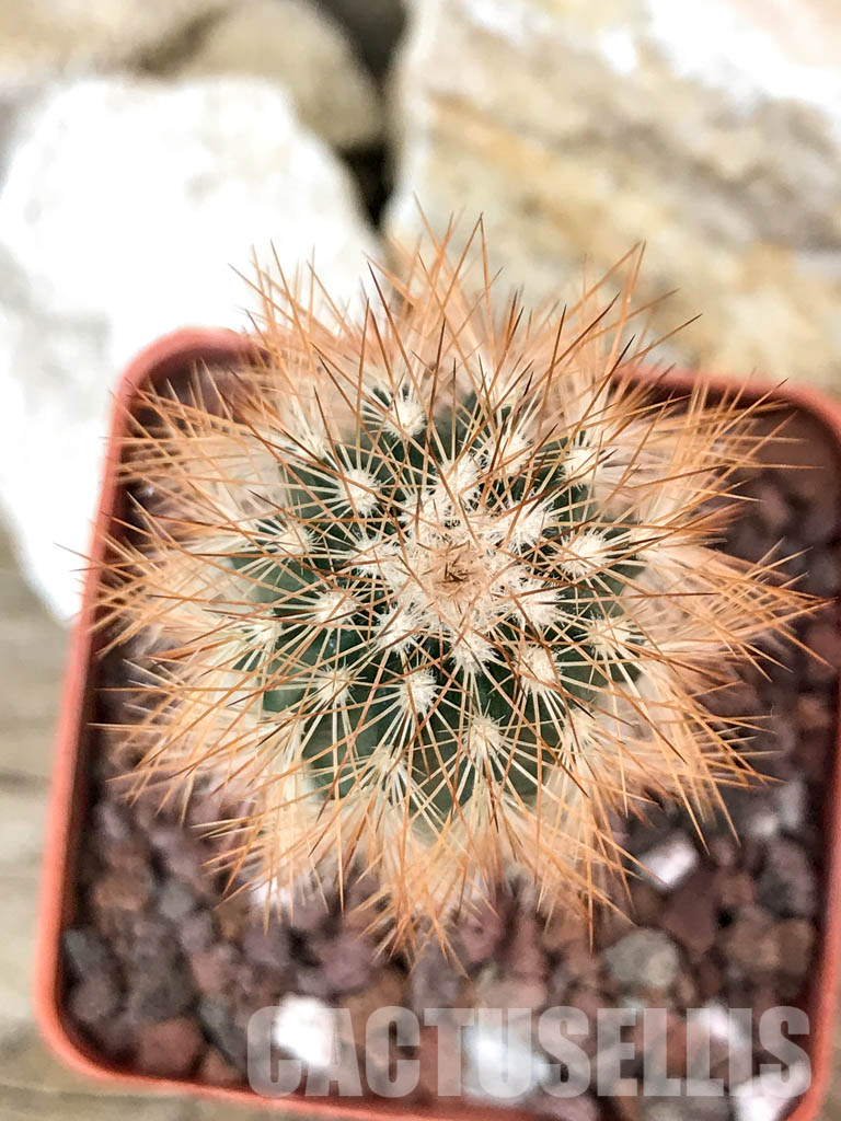 SHPR4649 Echinocereus reichenbachii v.baileyi, Lawton, Comanche Co. Ok. MG - Image 4