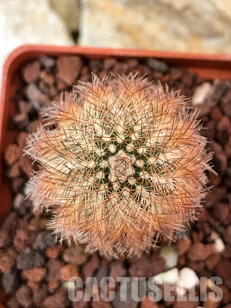 SHPR4649 Echinocereus reichenbachii v.baileyi, Lawton, Comanche Co. Ok. MG - Image 5