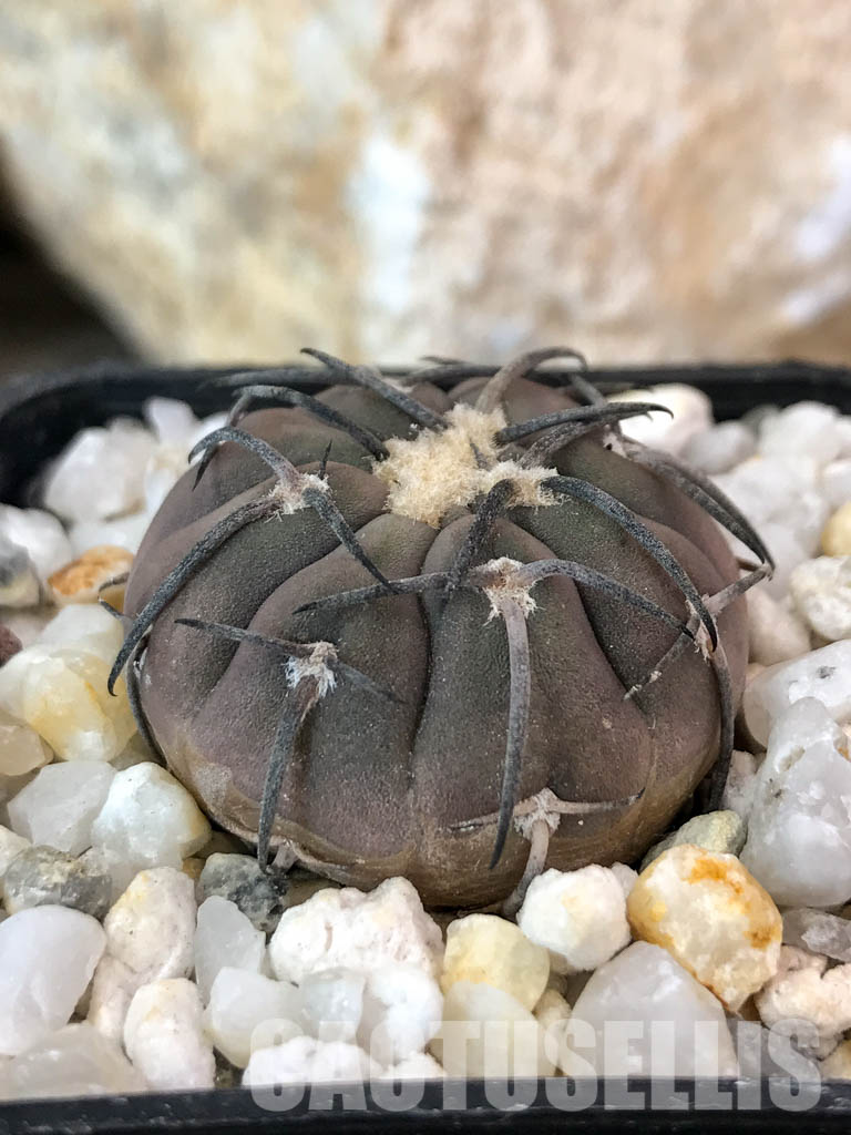 SHPR4650 Gymnocalycium spegazzinii, black spine - Зображення 2