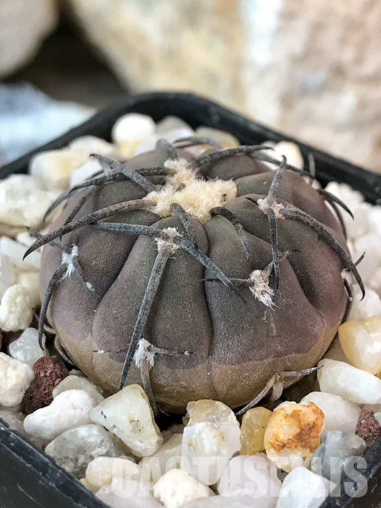 SHPR4650 Gymnocalycium spegazzinii, black spine - Зображення 3