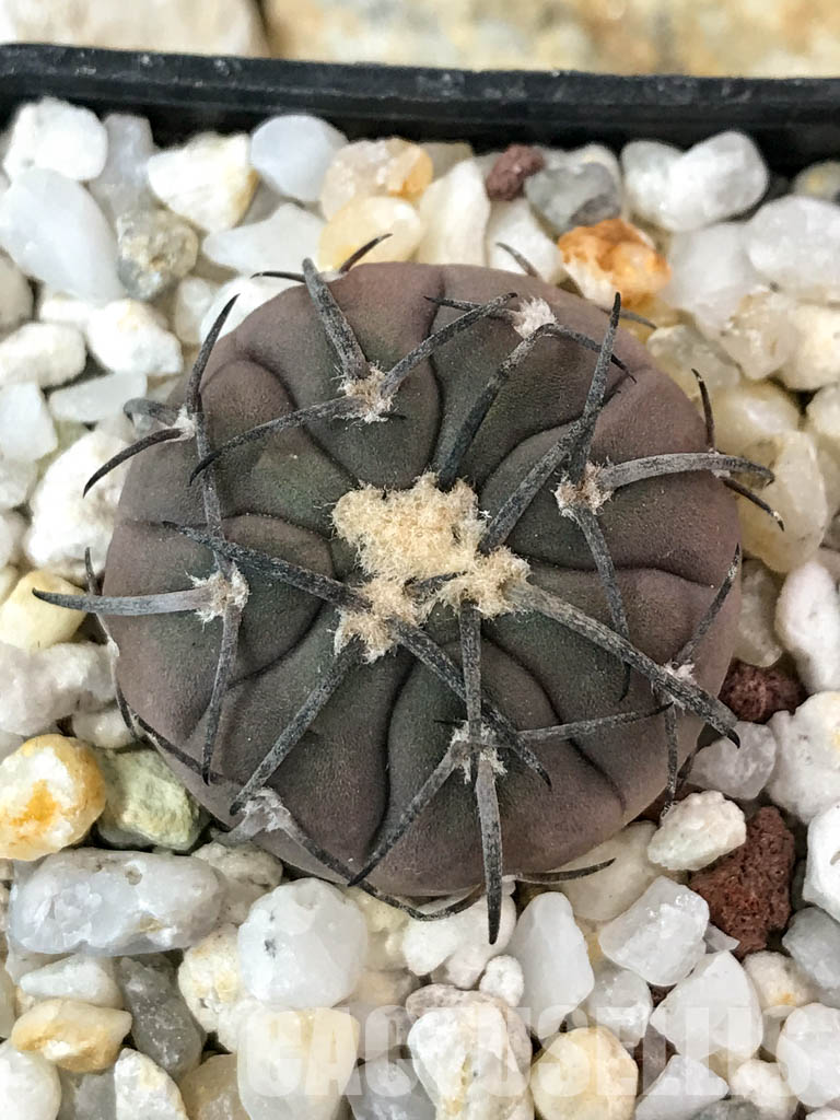 SHPR4650 Gymnocalycium spegazzinii, black spine