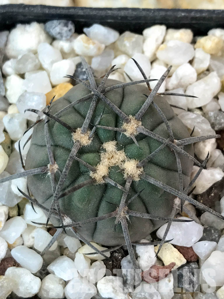 SHPR4650 Gymnocalycium spegazzinii, black spine - Зображення 5
