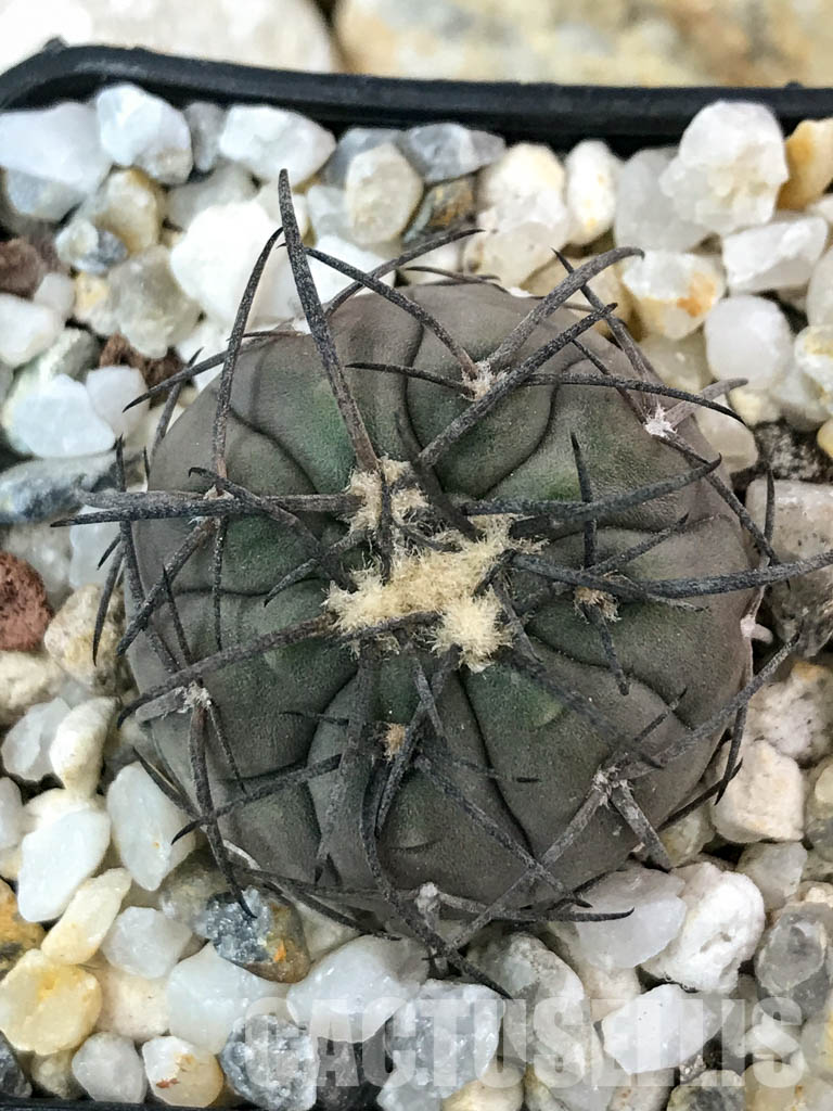 SHPR4650 Gymnocalycium spegazzinii, black spine - Зображення 6