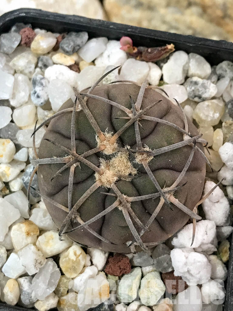 SHPR4650 Gymnocalycium spegazzinii, black spine - Зображення 7