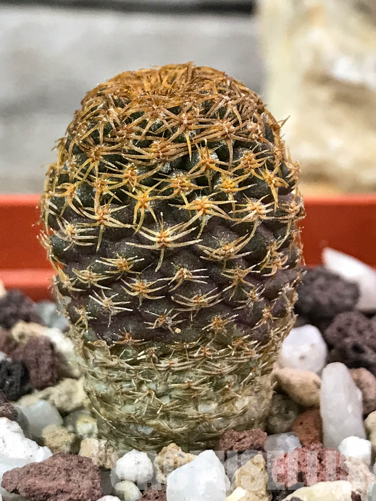 SHPR4655 Thelocephala aerocarpa AW 105, 15km E of Carrizal Bajo, LHS, Chile – Bild 2