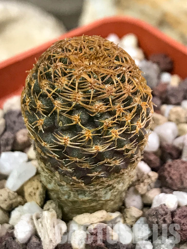 SHPR4655 Thelocephala aerocarpa AW 105, 15km E of Carrizal Bajo, LHS, Chile – Bild 3