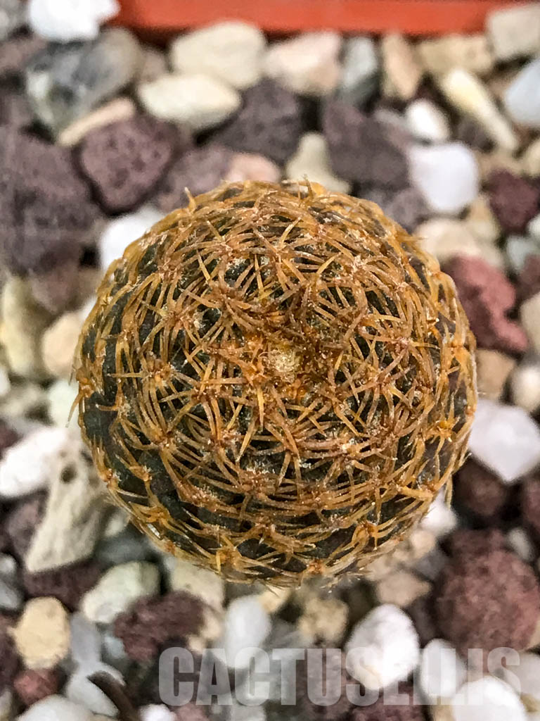 SHPR4655 Thelocephala aerocarpa AW 105, 15km E of Carrizal Bajo, LHS, Chile – Bild 4