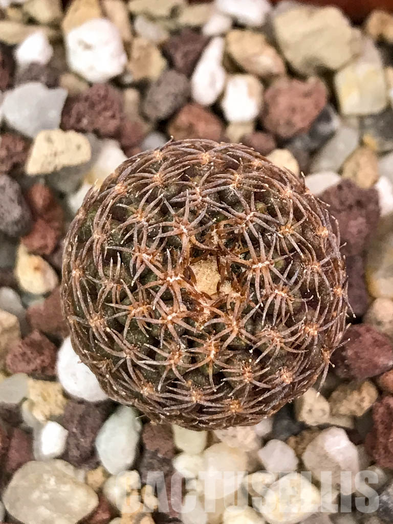 SHPR4655 Thelocephala aerocarpa AW 105, 15km E of Carrizal Bajo, LHS, Chile