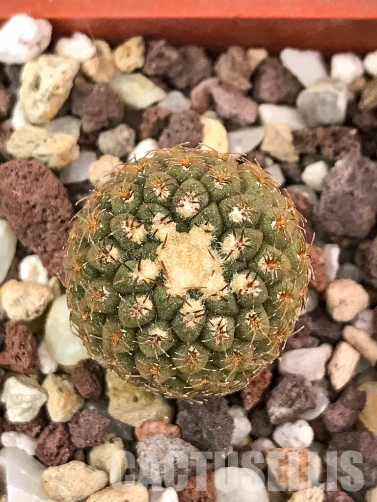 SHPR4655 Thelocephala aerocarpa AW 105, 15km E of Carrizal Bajo, LHS, Chile – Bild 6