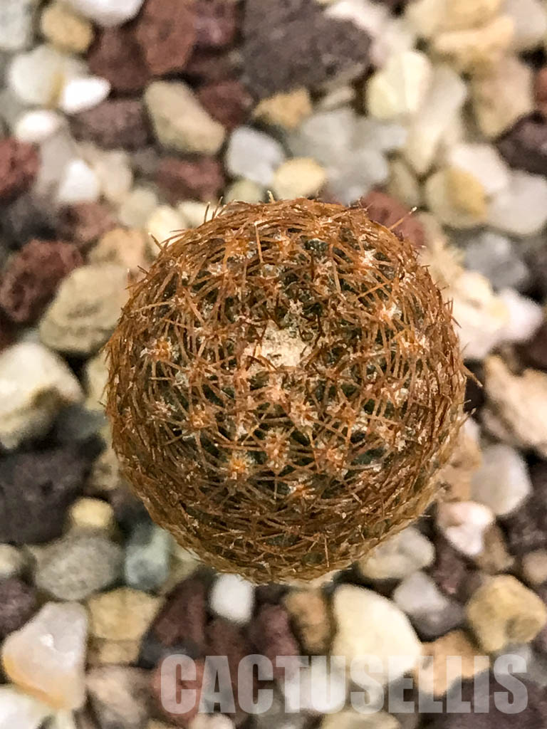 SHPR4655 Thelocephala aerocarpa AW 105, 15km E of Carrizal Bajo, LHS, Chile – Bild 7