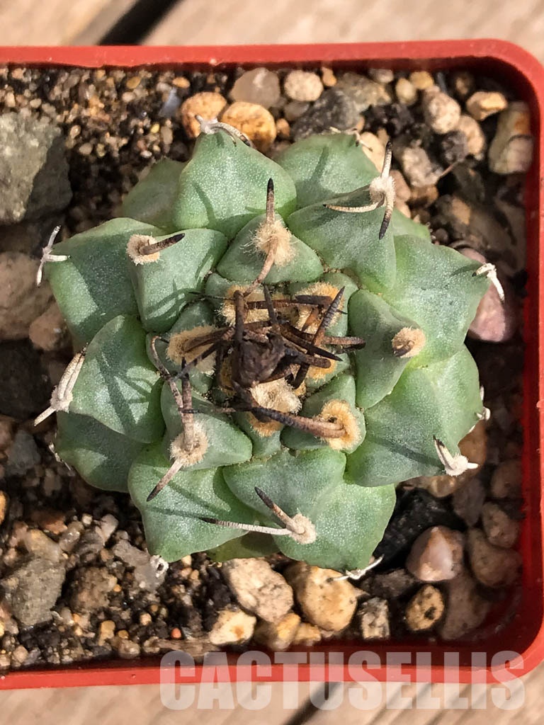 LOT202 40SEEDS Turbinicarpus Alonsoi 2022