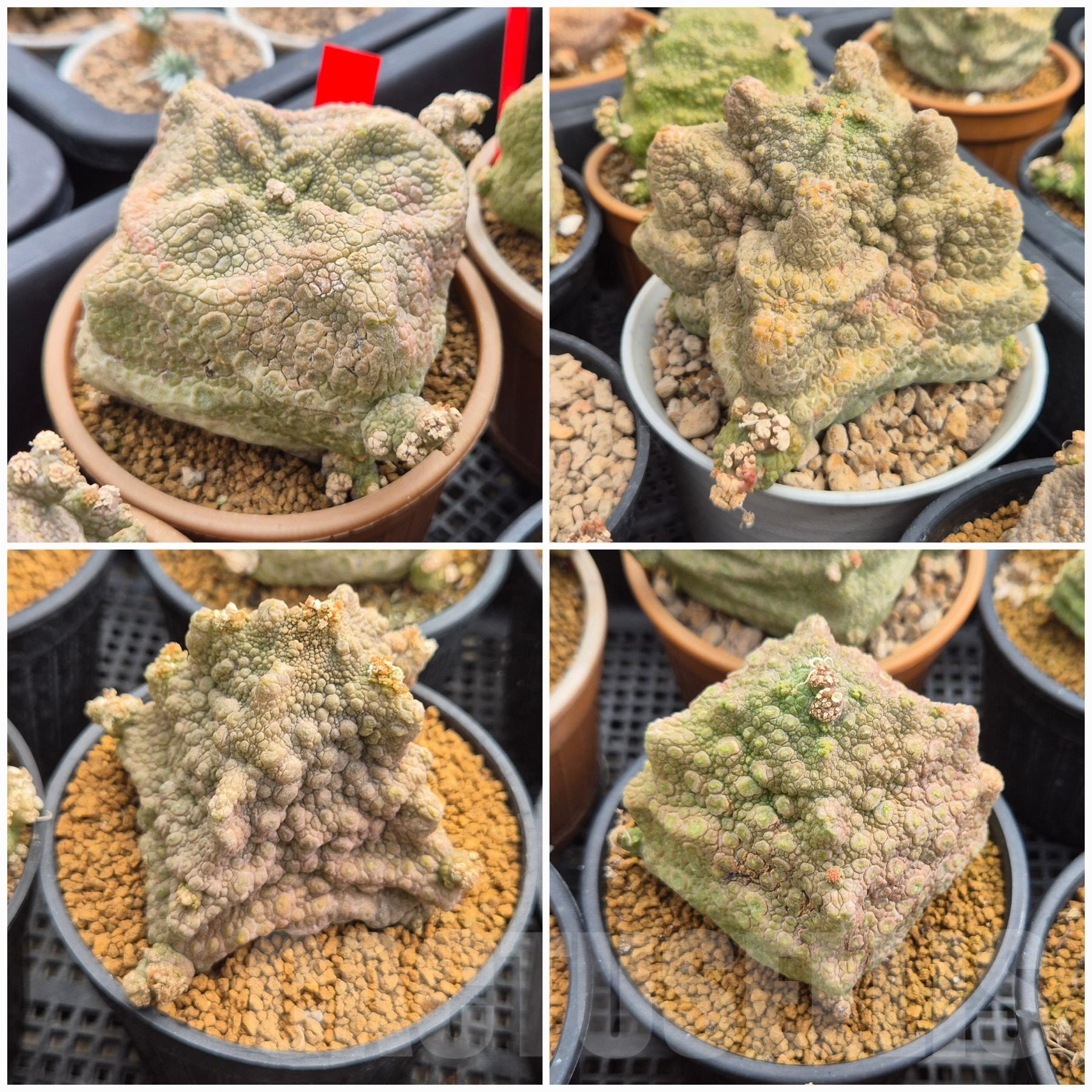 LOT204 5 SEEDS Pseudolithos cubiformis 2025