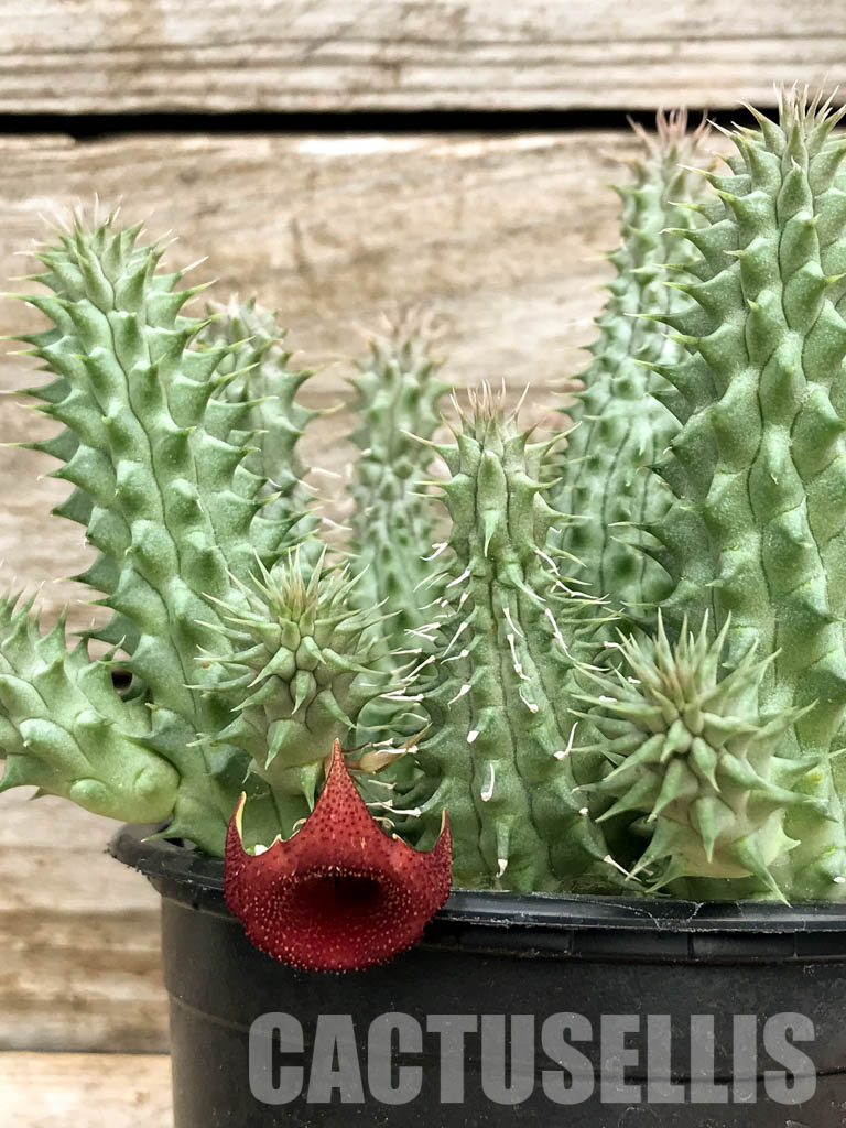 SH4739 Huernia Schneideriana 'Red Dragon' - Image 2