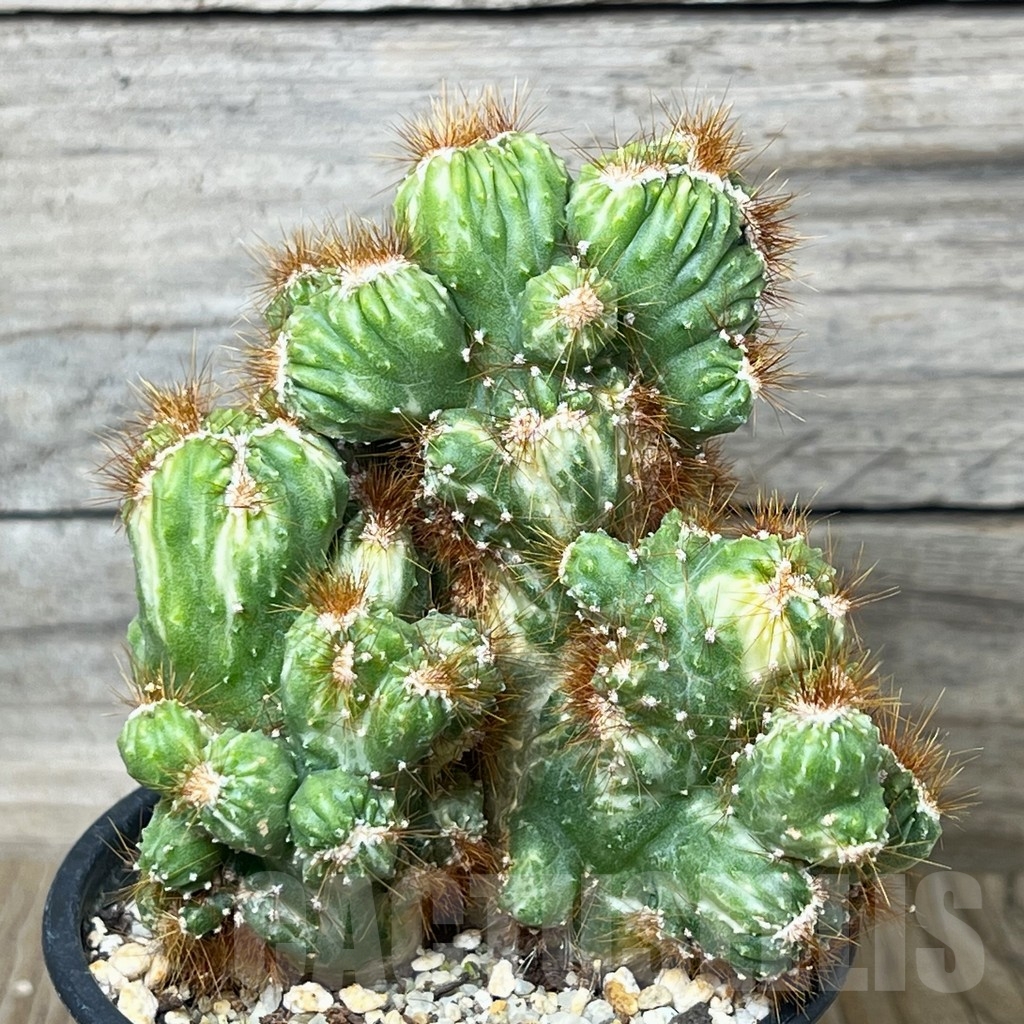 SHE 4789 Cereus peruvianus f. monstruosus variegated