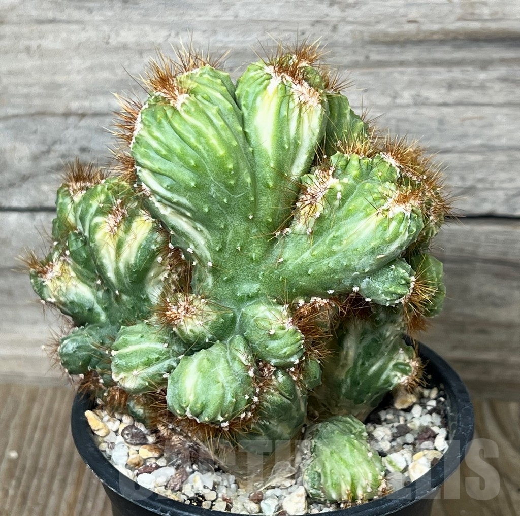SHE 4789 Cereus peruvianus f. monstruosus variegated - immagine 3