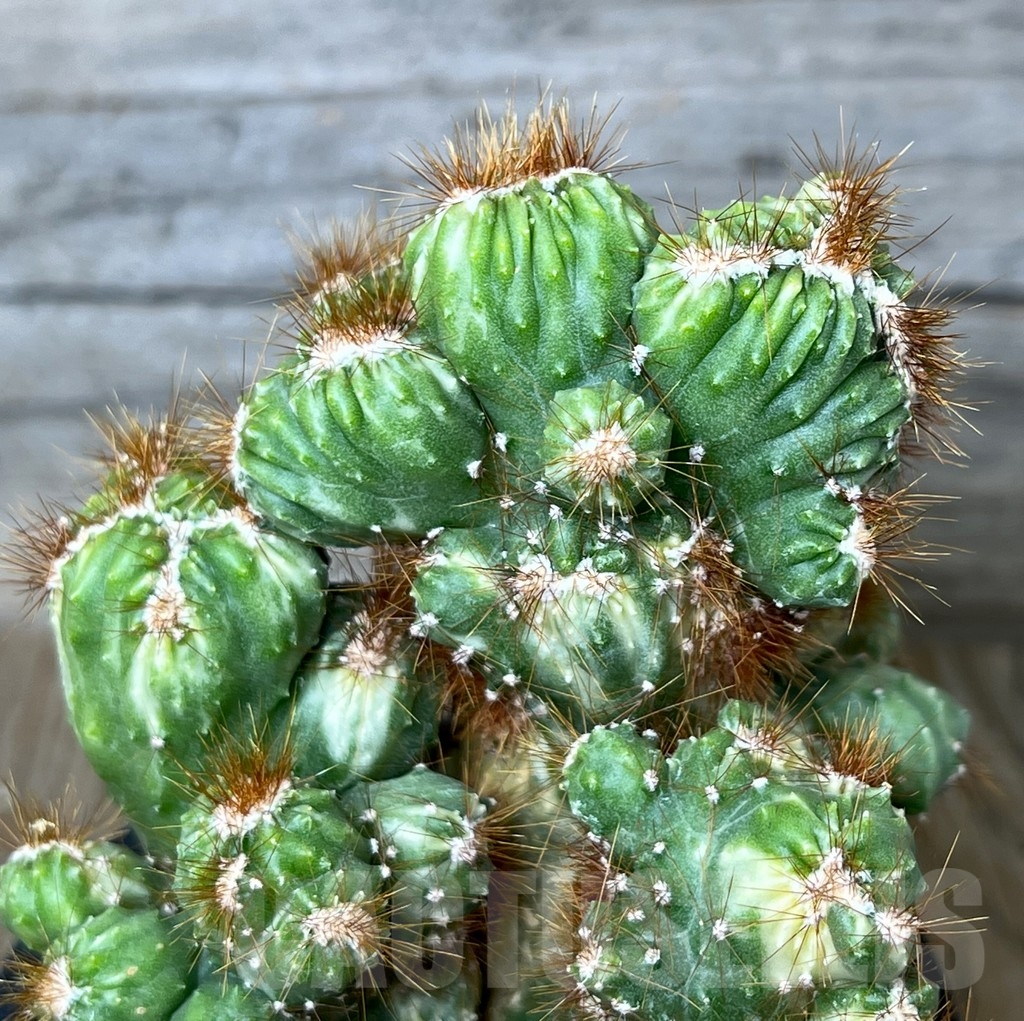 SHE 4789 Cereus peruvianus f. monstruosus variegated - immagine 2