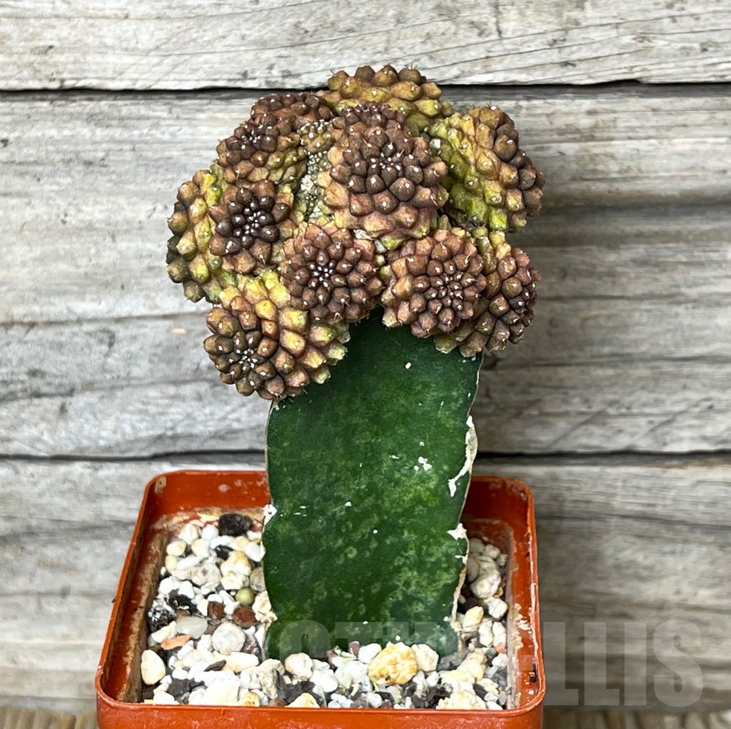 SHPR4804 Thelocephala spec. - Image 4