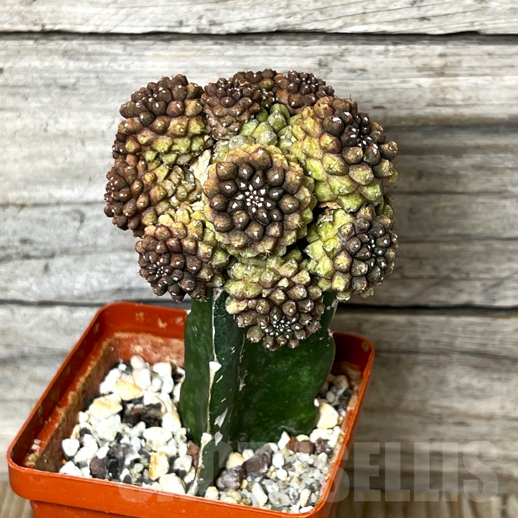 SHPR4804 Thelocephala spec.