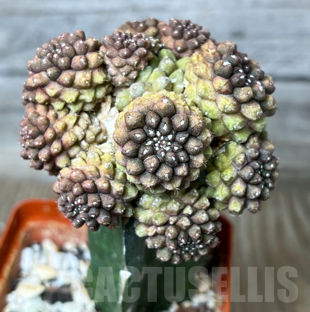 SHPR4804 Thelocephala spec. - Image 2