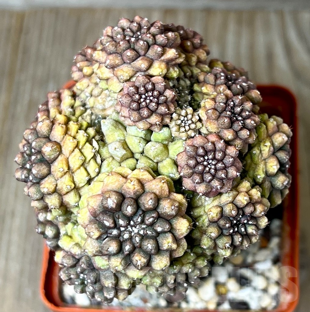 SHPR4804 Thelocephala spec. - Image 3