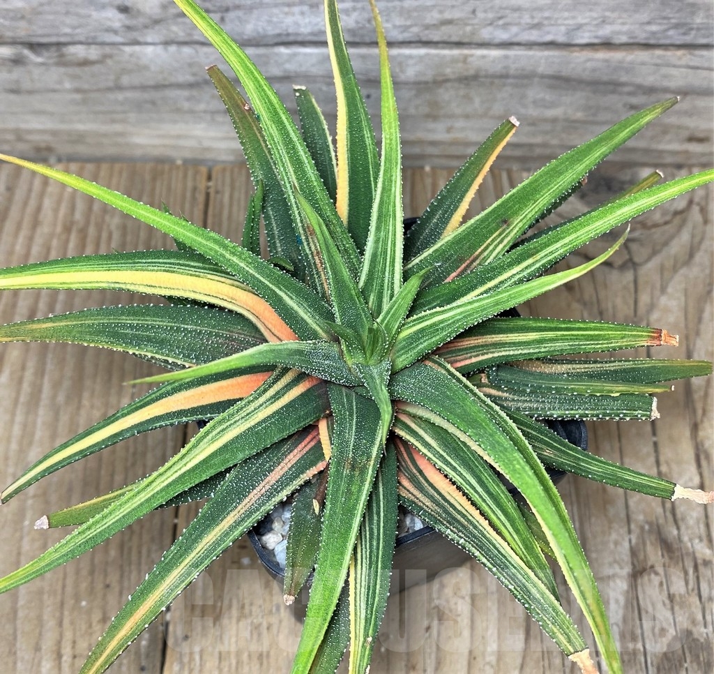 SHPR9400 Haworthia attenuata v. radula