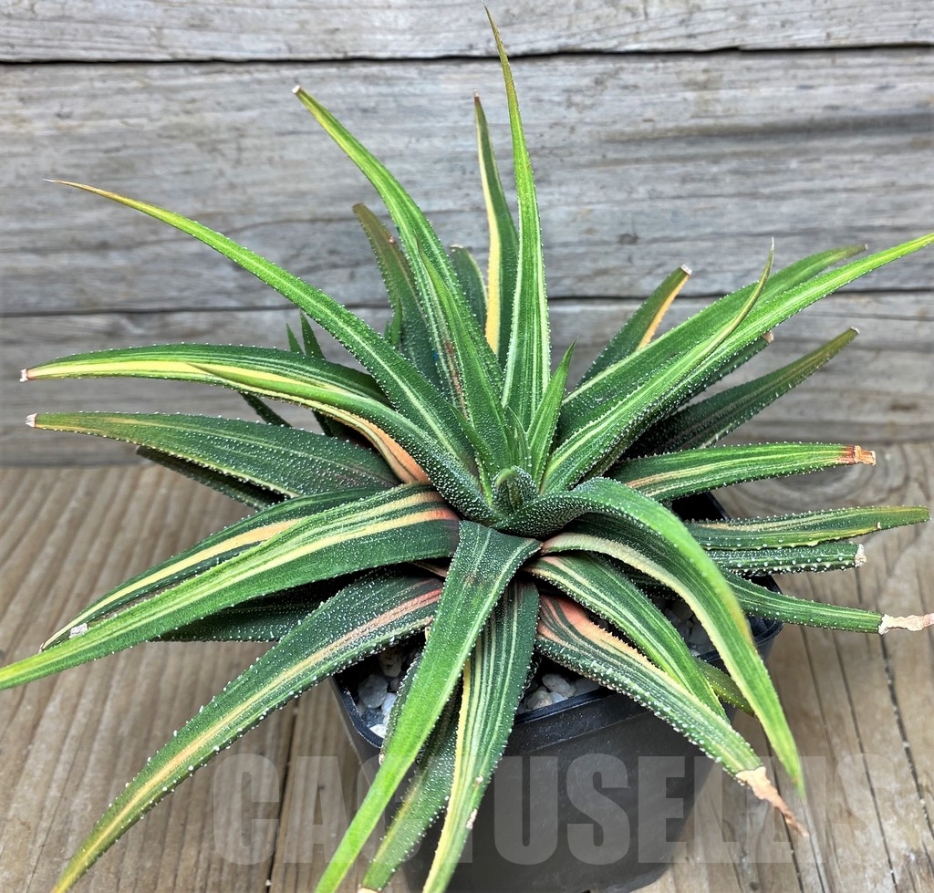 SHPR9400 Haworthia attenuata v. radula - Image 2